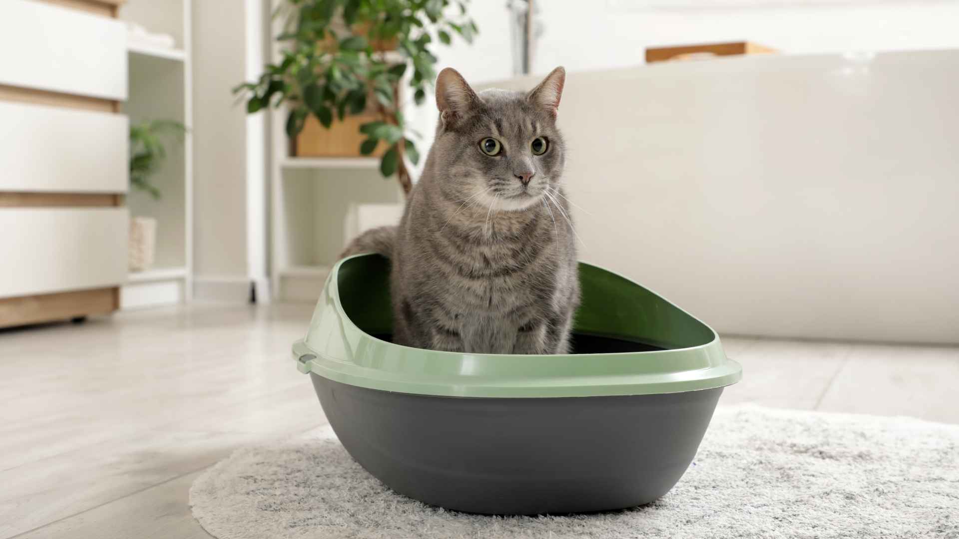 Gato rascando en el arenero